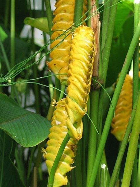 Plantfiles Pictures Rattlesnake Plant Yellow Rattle Calathea