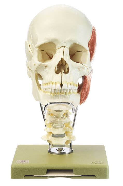 Pieces Model Of The Skull With Cervical Vertebralcolumn Hyoid Bone