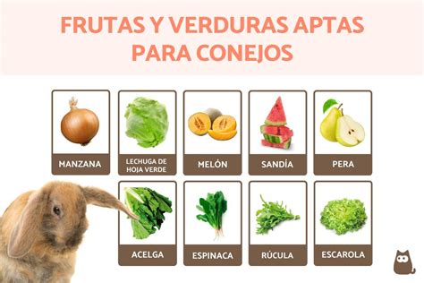 Los conejos pueden comer melon Tu Guía Completa para el Cuidado y