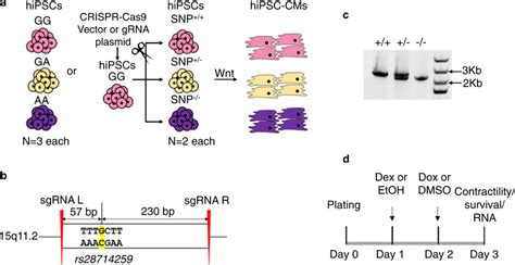 Generation Of Hipsc Derived Cardiomyocytes Ipsc Cms From Rs