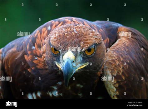 Golden Eagle Head Portraits Aquila Chrysaetos Large Bird Of Prey