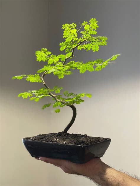 Learn Growing Tamarind Bonsai From Seeds Artofit