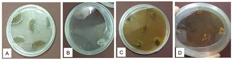 Growth Promoting Characteristics Of Fungal And Bacterial Endophytes