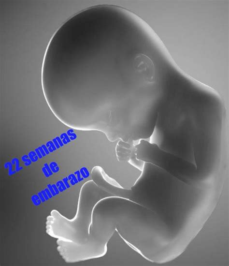 Tu embarazo 22 semanas de gestación