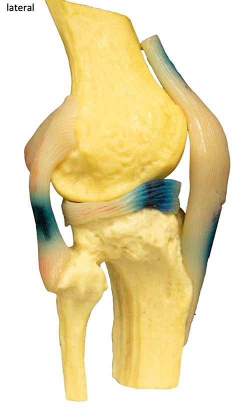 Lateral Knee Joint Diagram Quizlet