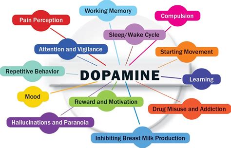 Dopamine The Currency Of Desire Scientific American