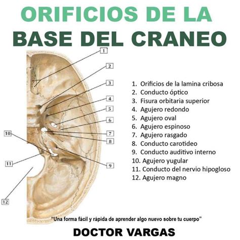 FLASHCARDS ANATOMIA DEL CRANEO UDocz