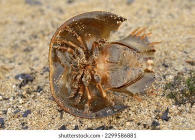 Indo Pacific Horseshoe Crab Photos and Images & Pictures | Shutterstock