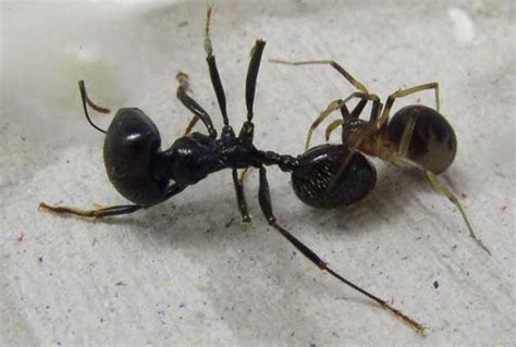 The Most Common Natural Predators Of Ants What Eats Ants