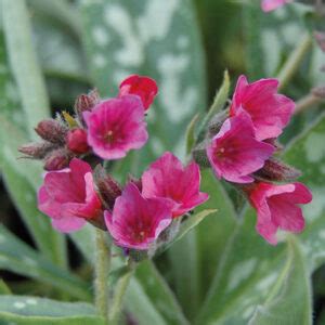 Pulmonaria Raspberry Splash Pickmere Perennials