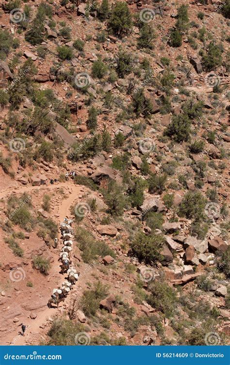 Mules In Grand Canyon Arizona Usa Stock Image Image Of Places