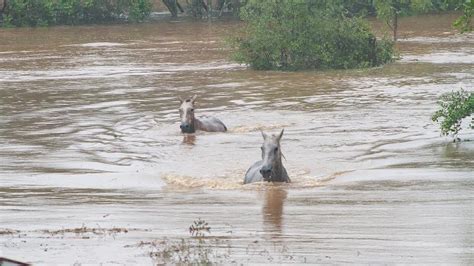 Como Est O Resgate De Bichos No Rio Grande Do Sul