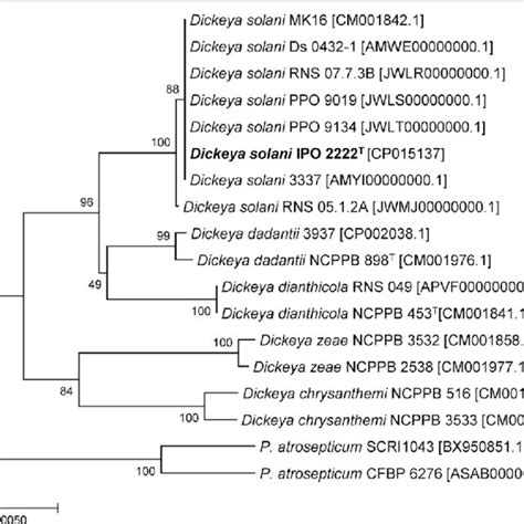 Phylogenetic Tree Highlighting The Relative Position Of D Solani Ipo Download Scientific