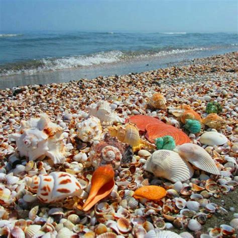 Sanibel Island Fl The Worlds Best Shelling Beaches Artofit