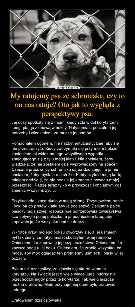 My ratujemy psa ze schroniska czy to on nas ratuje Oto jak to wygląda