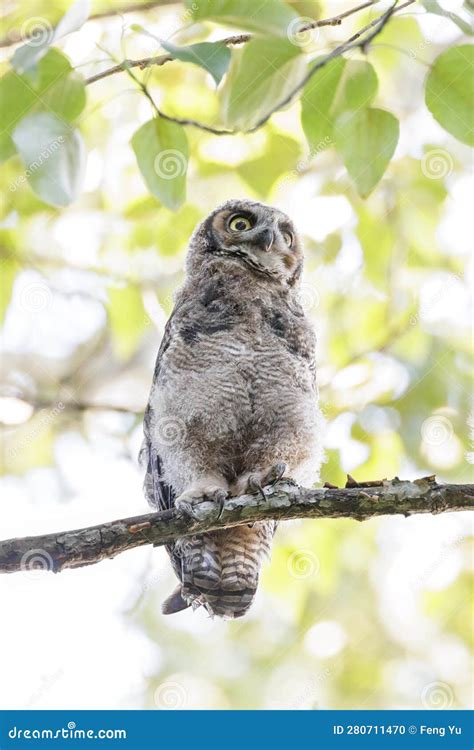 Great Horned Owl Owlet Stock Photo Image Of America