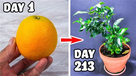 Growing Orange Tree From Seed Time Lapse Days Youtube