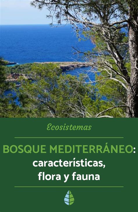 Bosque mediterráneo características flora y fauna Resumen Bosque