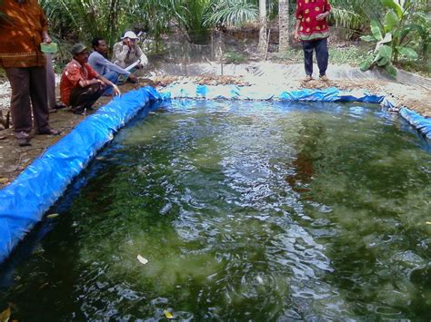 Budidaya Ikan Nila Oreochromis Niloticus Di Kolam Terpal Ruang