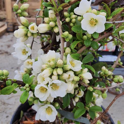 Chaenomeles Speciosa Nivalis Cognassier Du Japon