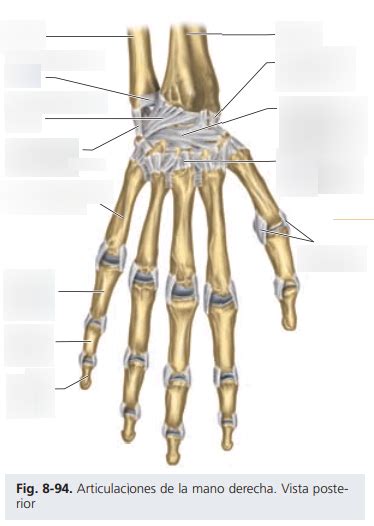 Diagrama De Articulaciones De La Mano Derecha Vista Posterior Quizlet