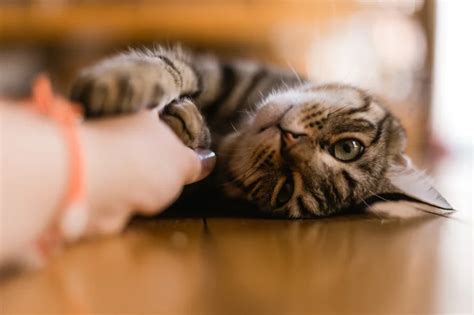 Verme De Gato Sintomas Tratamento E Tudo Sobre O Assunto
