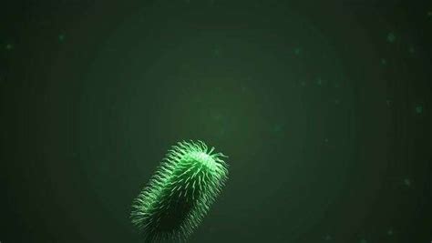 Animation of bacteria moving by beating their flagellum, a whip-like ...