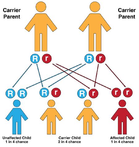 The Inheritance of von Willebrand Disease > Genetics > HoG Handbook > Hemophilia of Georgia