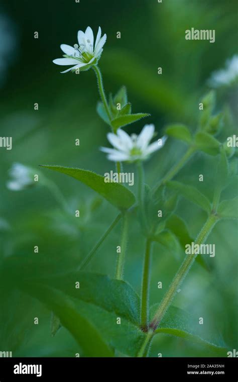 Stellaria Aquaticawasserdarmgiant Chickweedwater Chickweed Stock