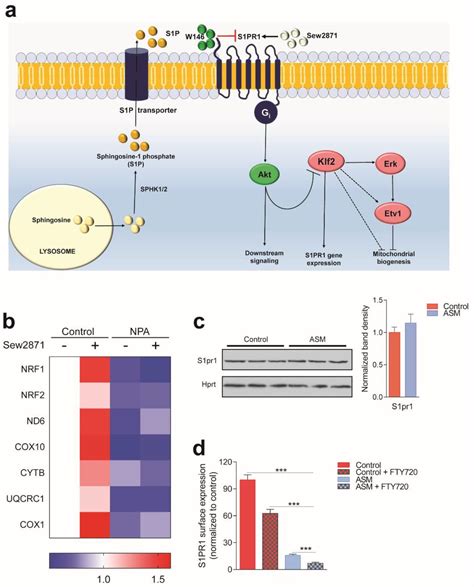 Mitochondrial Biogenesis Is Transcriptionally Repressed In Lysosomal