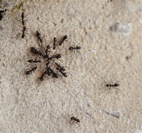 Little Black Ants | Heritage Pest Control