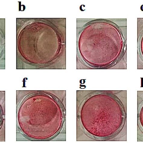 A Mineralization Assay With Alizarin Red S Staining For Calcium