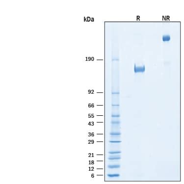 Recombinant Human Vegfr Kdr Fc His Alexa Fluor Protein Afr