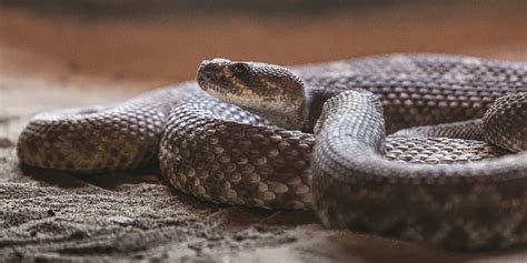 Arizona Family Had 20 Rattlesnakes Take Refuge in Their Garage ...