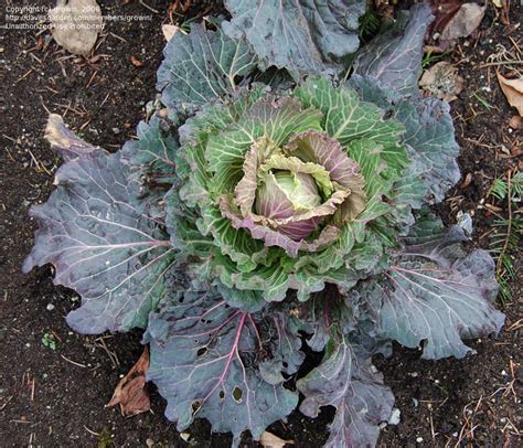 Plantfiles Pictures Cabbage January King Brassica Oleracea Var