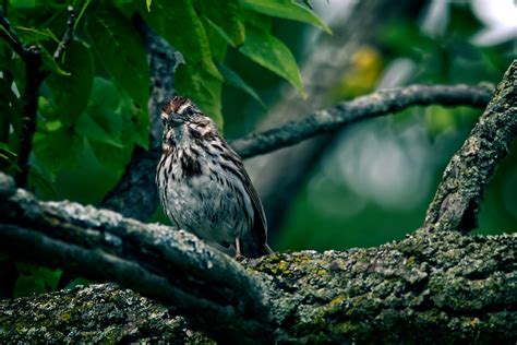 DSC8874 Song Sparrow A Curious Song Sparrow Watches As I Flickr