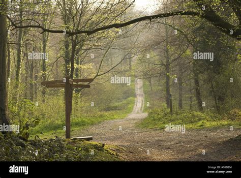 A View Of The Roman Road Of Stane Street Running Through Eartham Wood