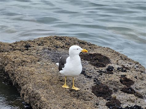 Average great black backed gull nz : r/AveragePicsOfNZ