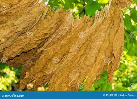 Drying Tobacco Leaf Close-up Drying Tobacco Growing Stock Image - Image ...