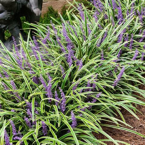 Mudas De Liriope Barba De Serpente Kit Mudas Reflorarefloricultura