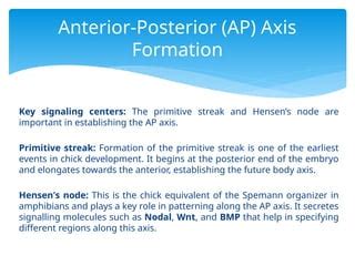 Axes And Pattern Formation In Chick Pptx