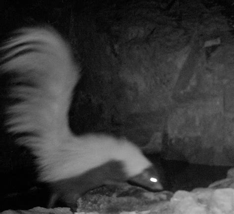 Creature Feature: Hooded Skunk (Mephitis Macroura) • Patagonia Area ...