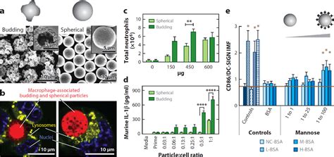 Figure 1 From Biomaterial Strategies For Immunomodulation Semantic