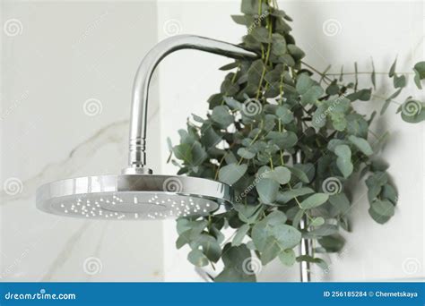 Branches with Green Eucalyptus Leaves in Shower Stock Photo - Image of fresh, bath: 256185284