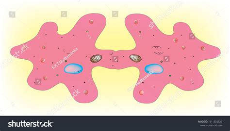 Binary Fission Amoeba Microorganism เวกเตอร์สต็อก ปลอดค่าลิขสิทธิ์