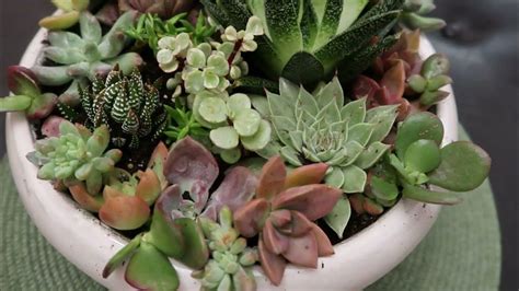 Creating An Indoor Succulent Arrangement Friday Night Specialty Video Youtube