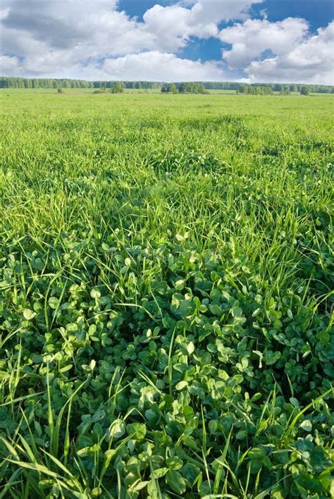 Clover Field Stock Photo Image Of Ecology Field Green 22371774