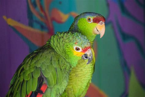 Lahna - Red Lored Amazon - Exotic Avian Sanctuary of Tennessee