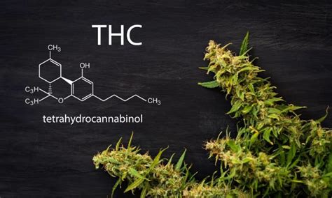 THC Tetrahidrokanabinolis Kas Tai Poveikis Ir Nauda