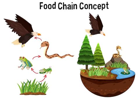 Science Food Chain Concept Premium Vector